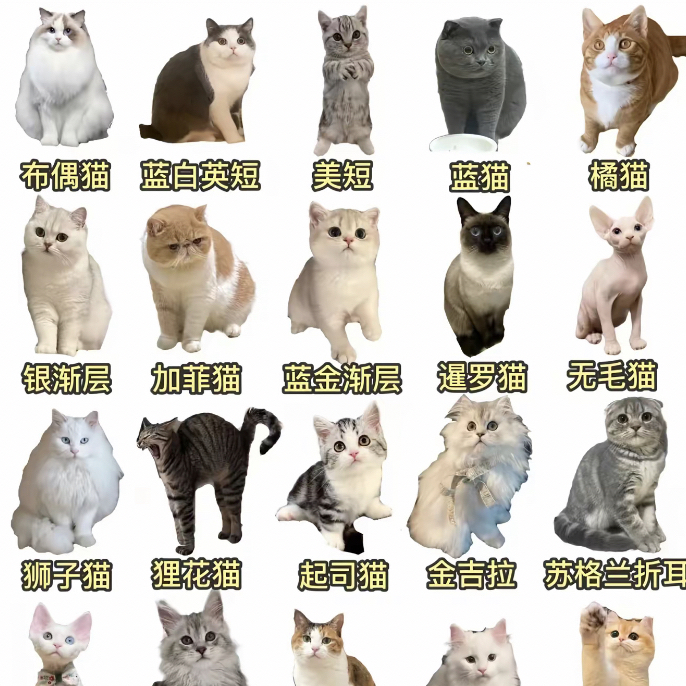 专属定制教你挑选各种猫猫