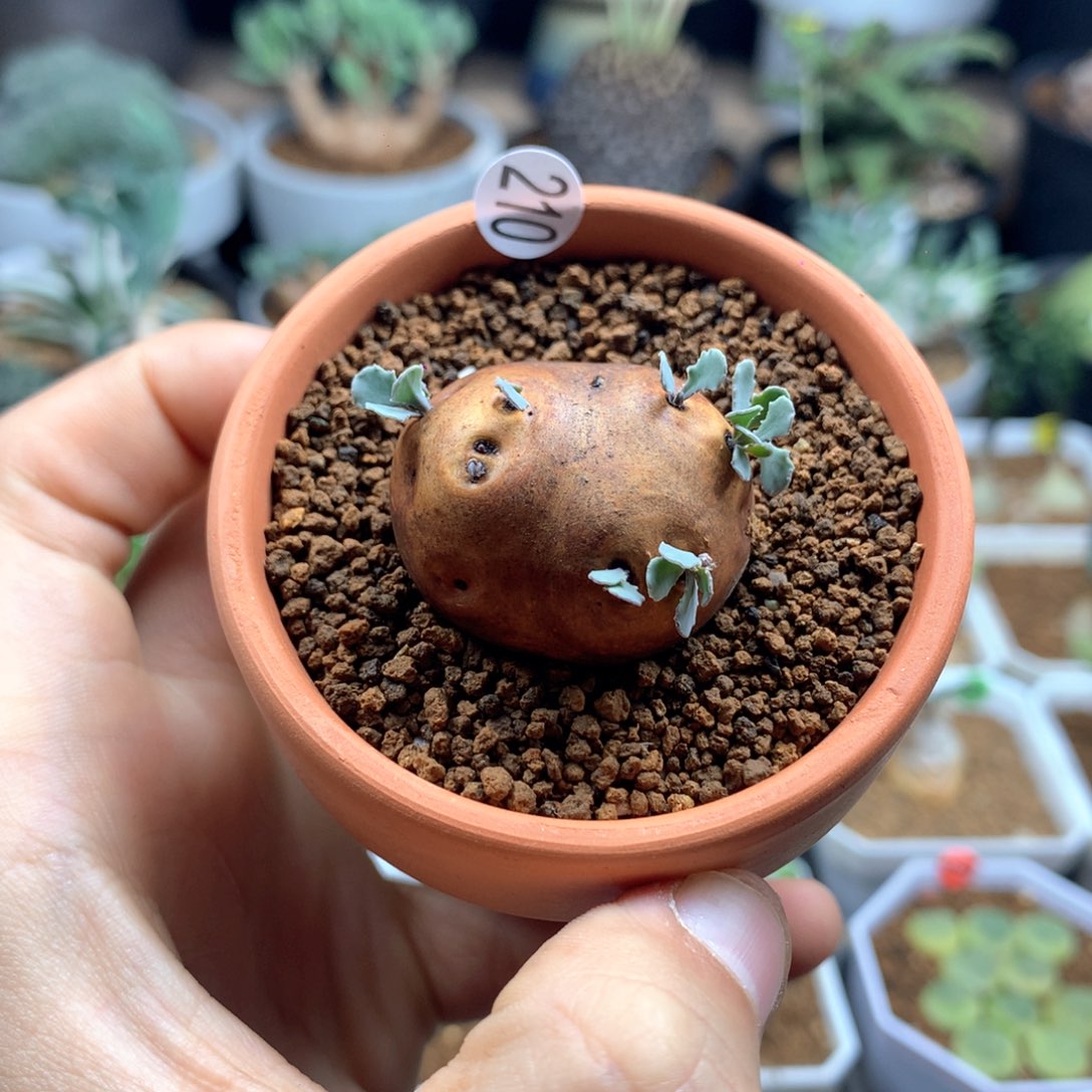 格加厚敦菊母本多肉带盆