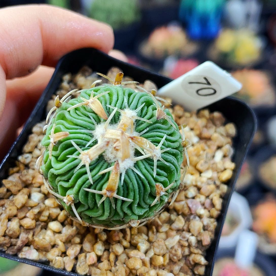 非偏远地区满25包邮仙人球