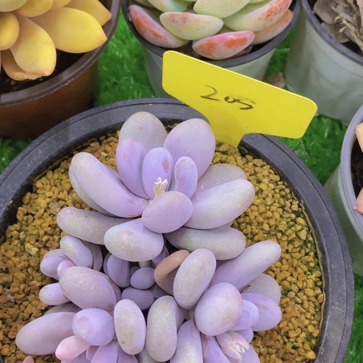 多肉植物，开心多肉