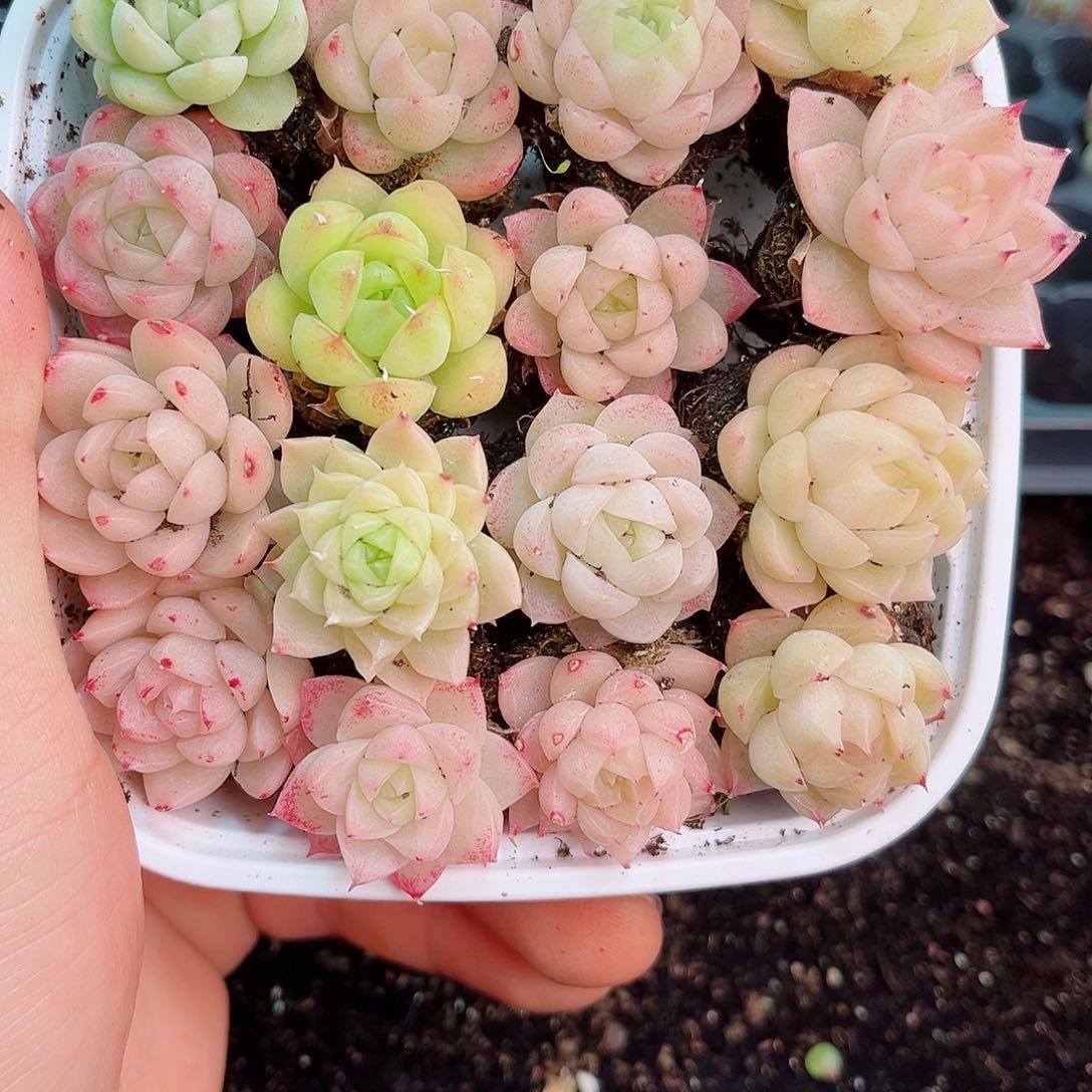 1-364 新疆西藏内蒙不发12.8包邮2-3公分多肉多