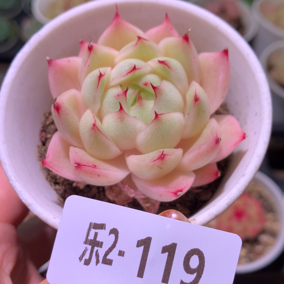 乐然 2-119 麦秆单头 