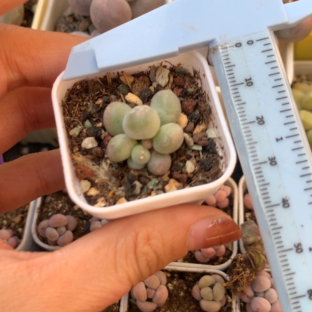 米可奶 不凑满28元发一片叶 不售后 到付