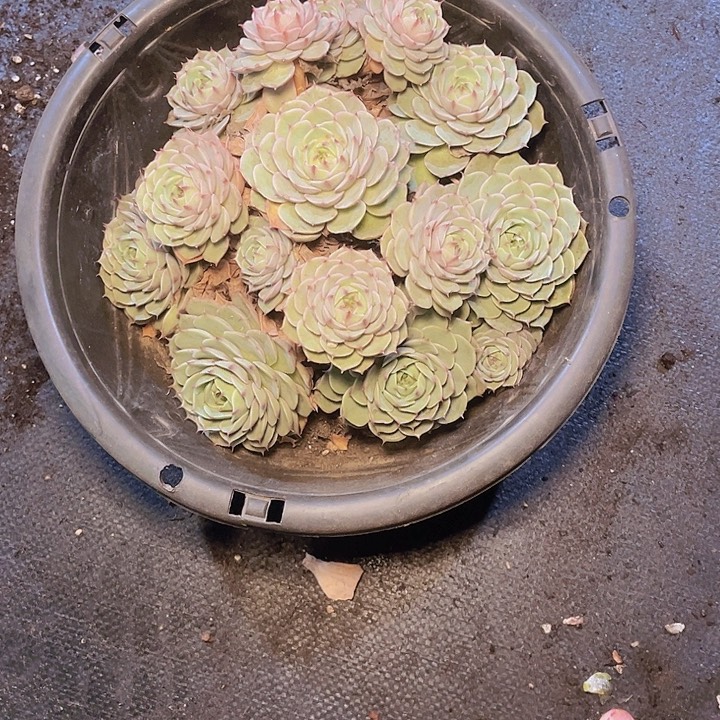 *****好想要小女孩们和我们