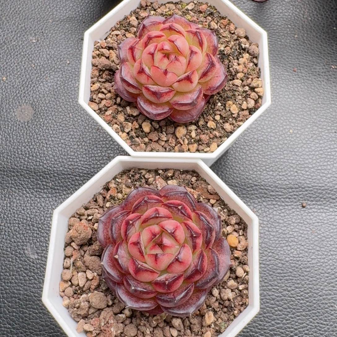 归*.一物一拍两颗黑糖