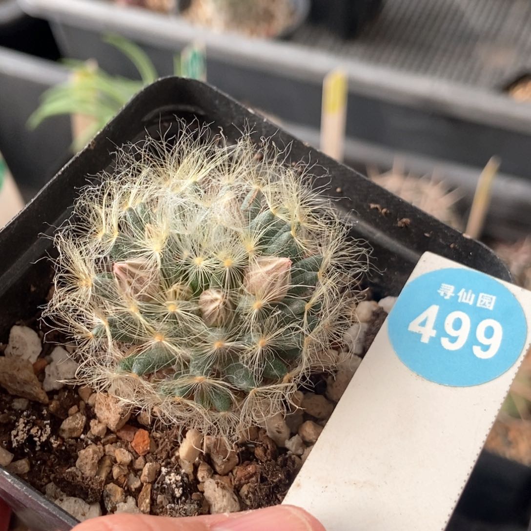 实生带花苞翠星3.5cm