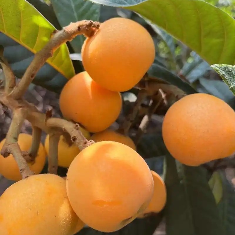 枇杷四川攀枝花1公斤净重包邮到家新鲜四川省