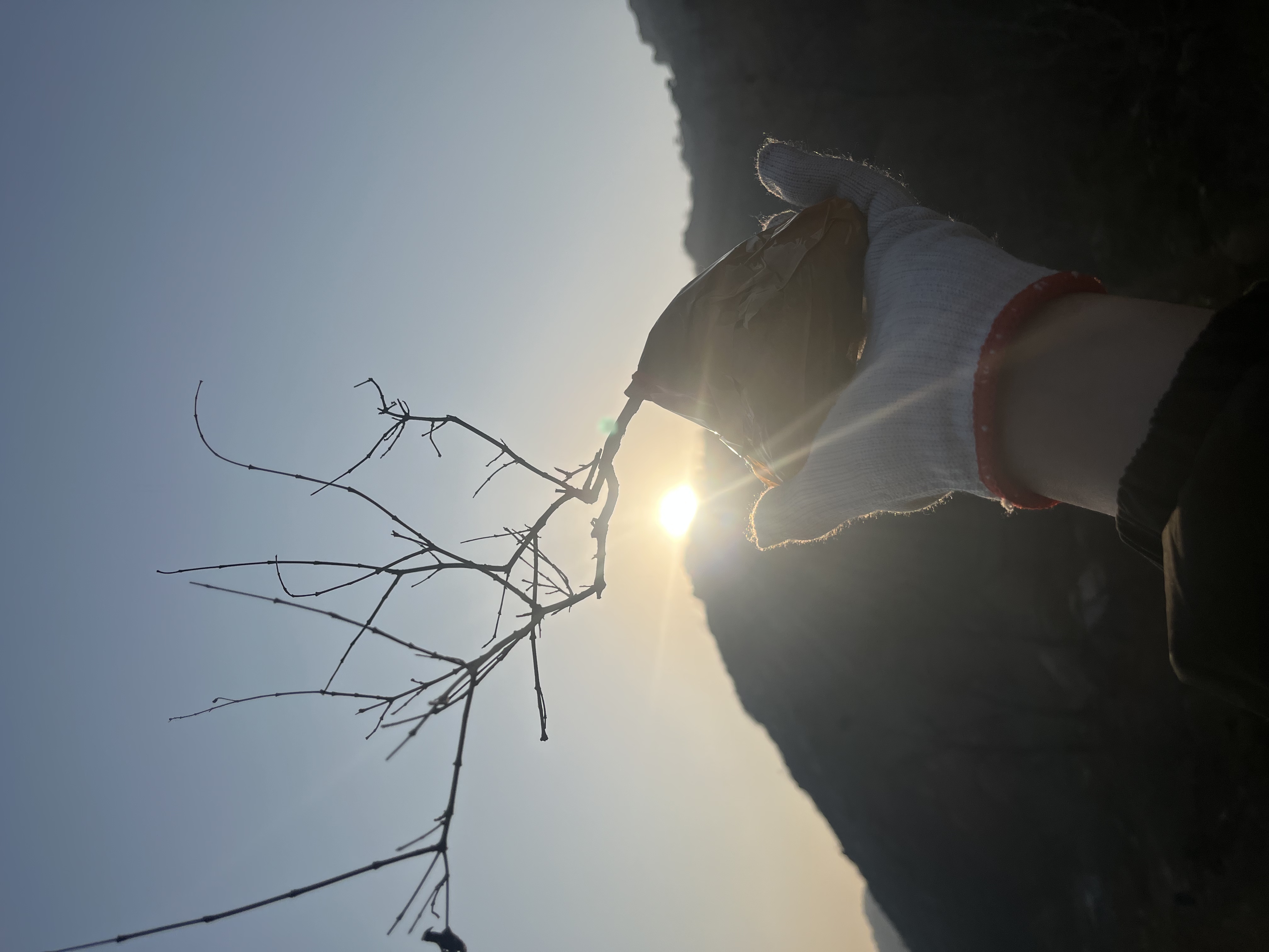 黄荆盆景400-1000