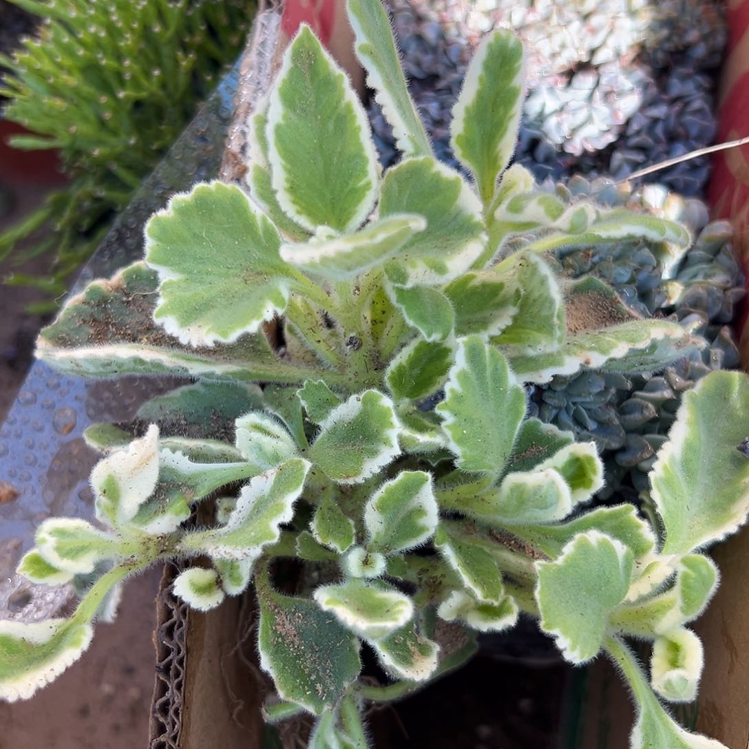 橘*多肉植物碰碰香锦