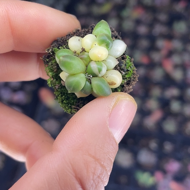 一物一拍满18包邮