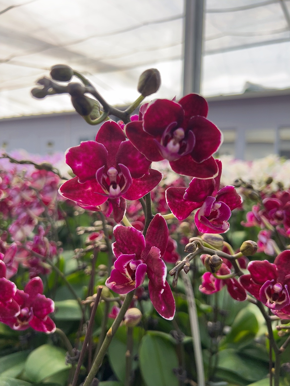 [变异款紫孔雀06]2.8寸黑红色边中花型蝴蝶兰带花发货