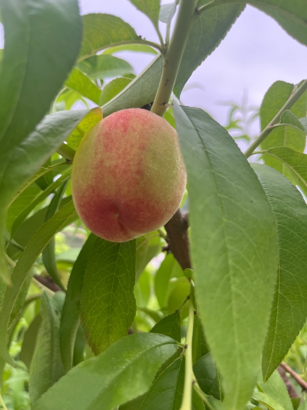 四川遂宁蓬溪仙桃现摘现发