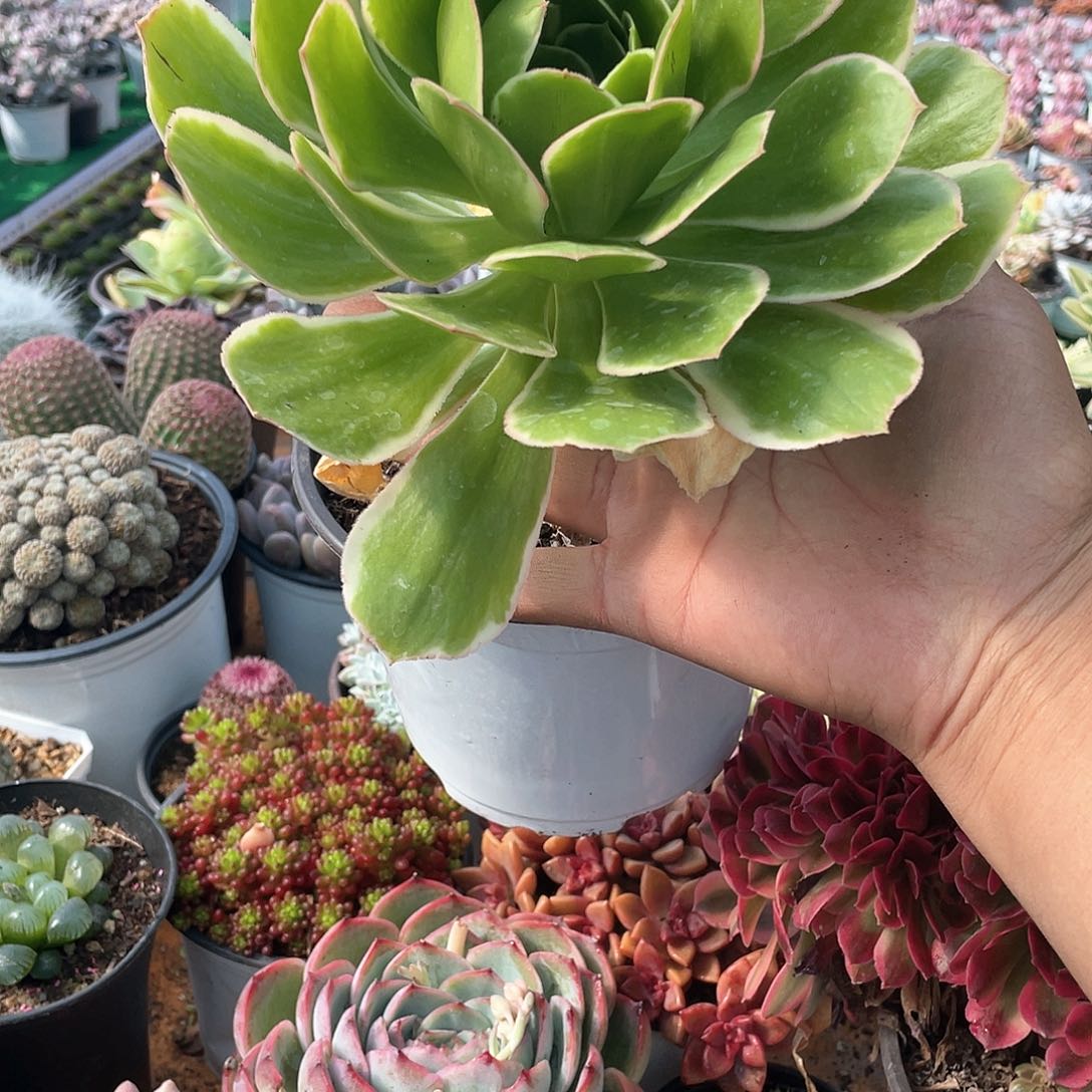 大叶绿玫瑰法师带盆发货