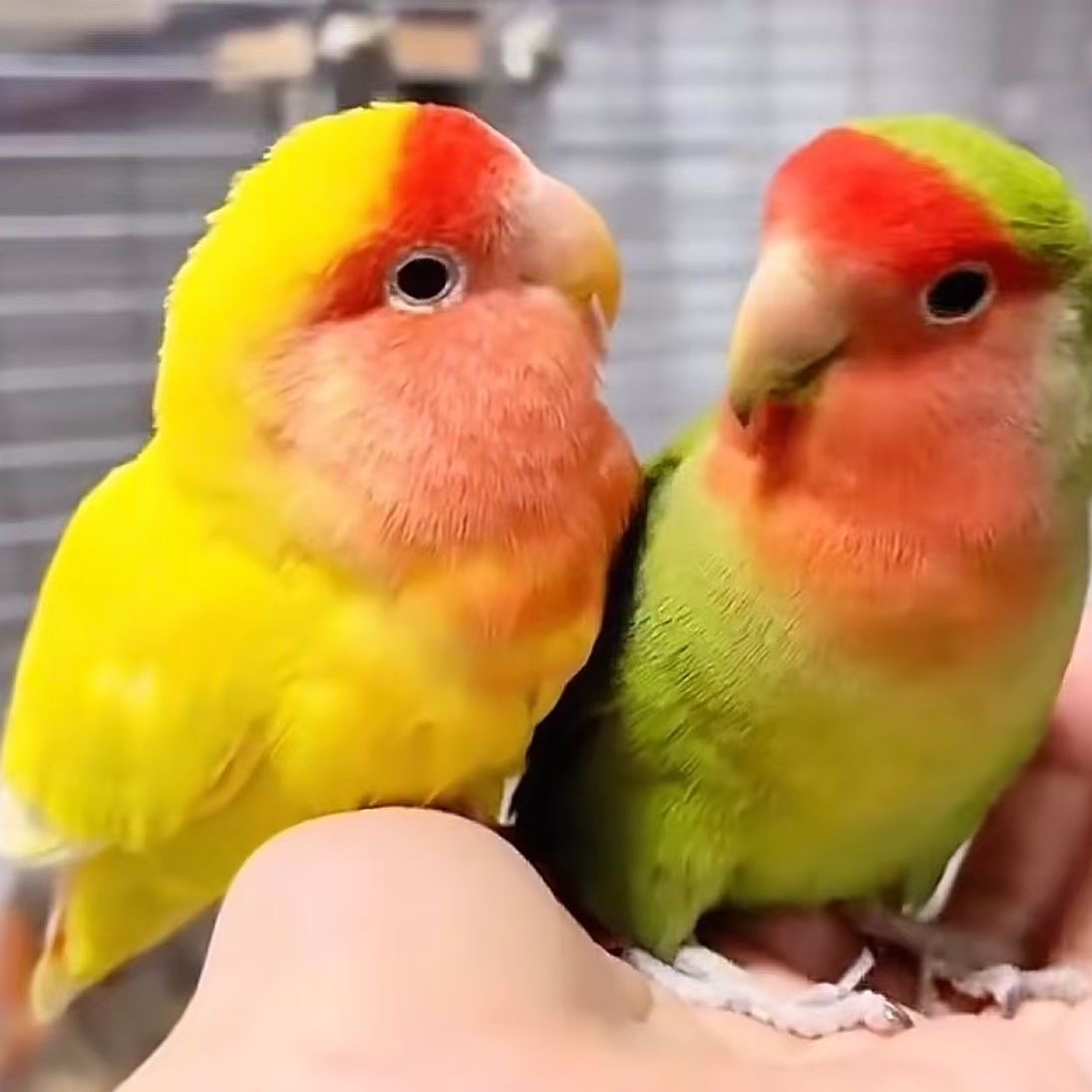 牡丹鹦鹉活体宠物鸟会学说人话适合家养