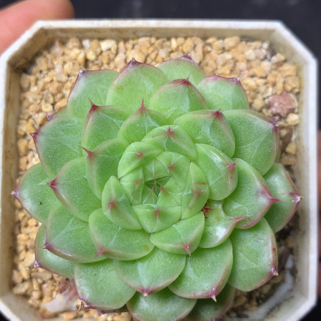 35 精品多肉一物一拍