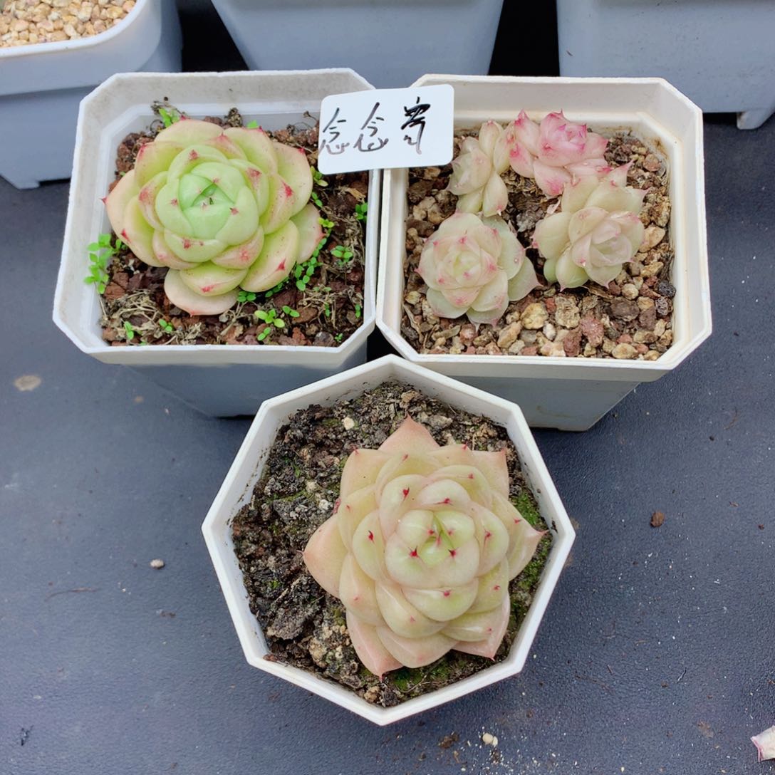 念****1麦秆58包邮  群生不包整念念寄养