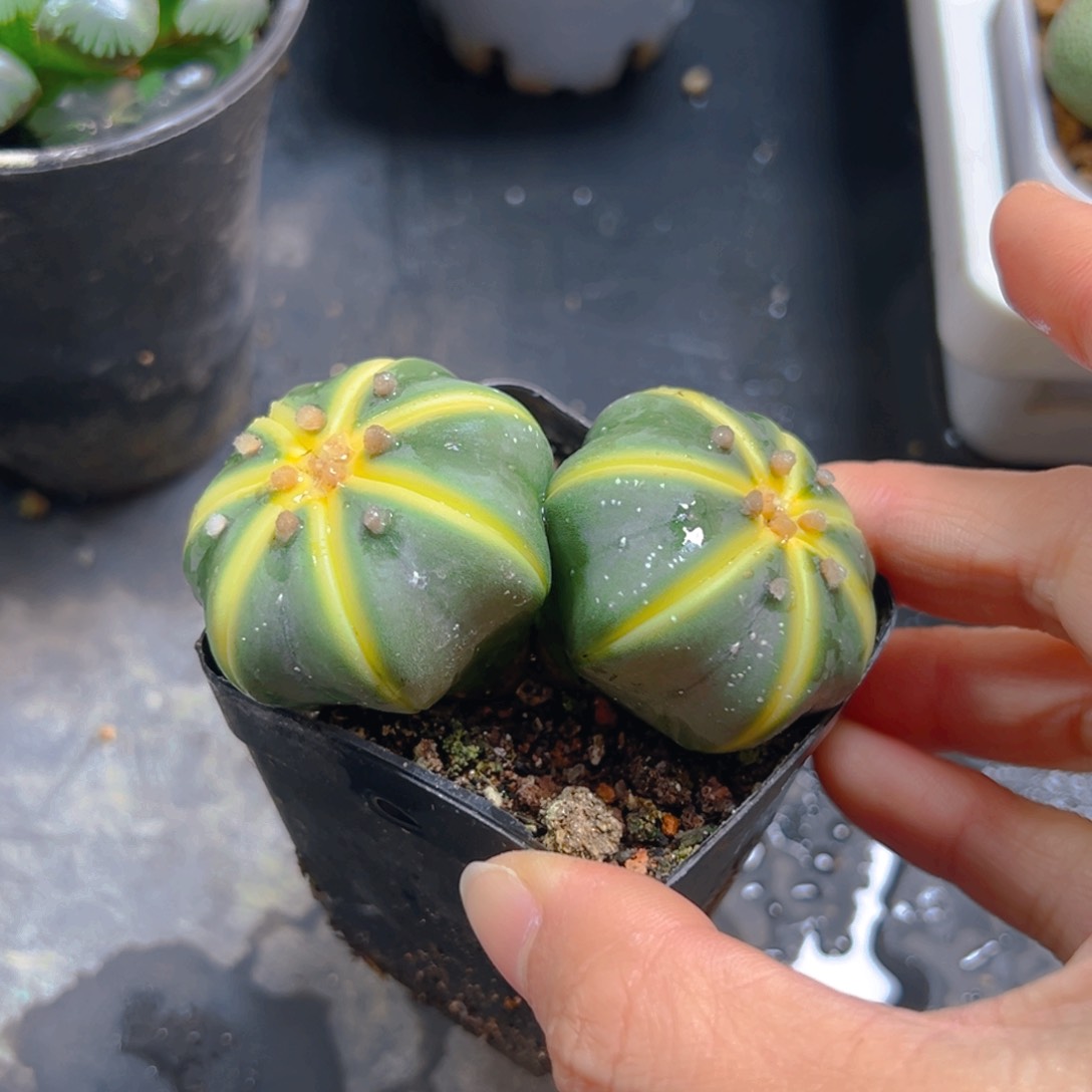 双头星兜锦仙人球多肉