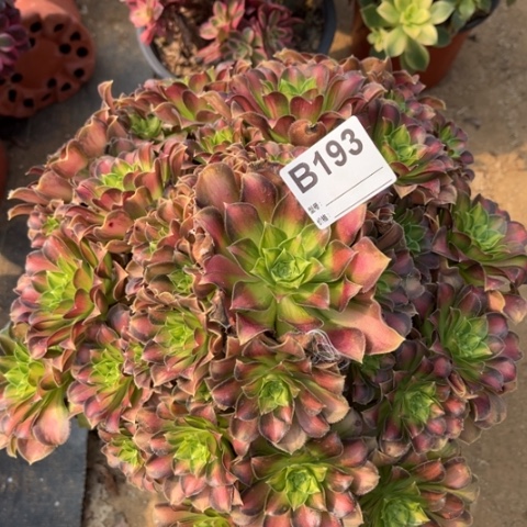 多肉植物韶华捧花