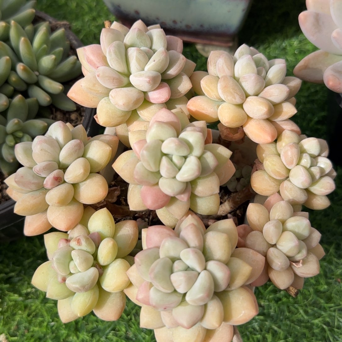 多肉植物一物一拍