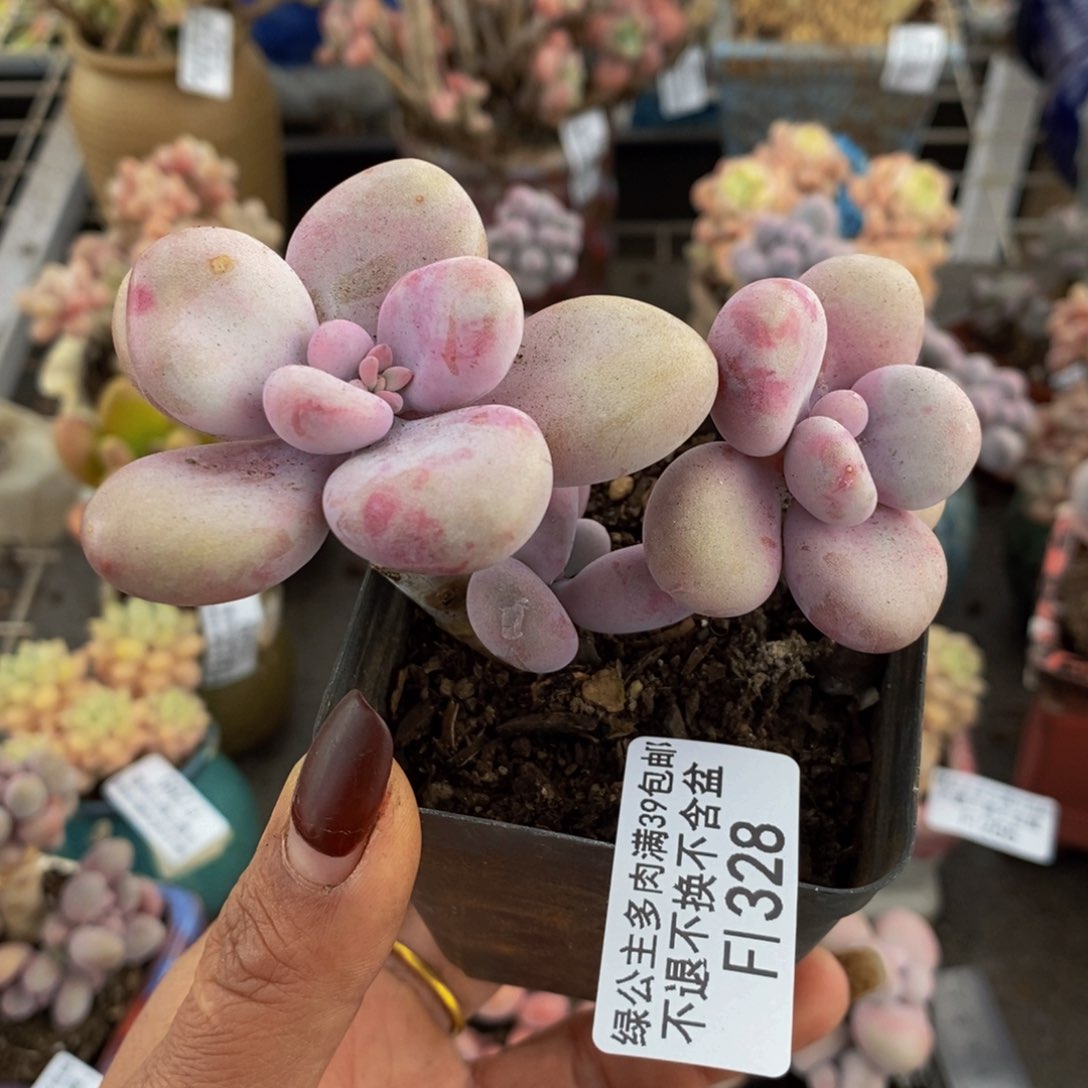 腰子桃蛋328/9c m