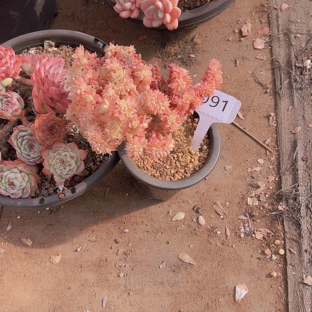 A*I091三色堇缀20不售后