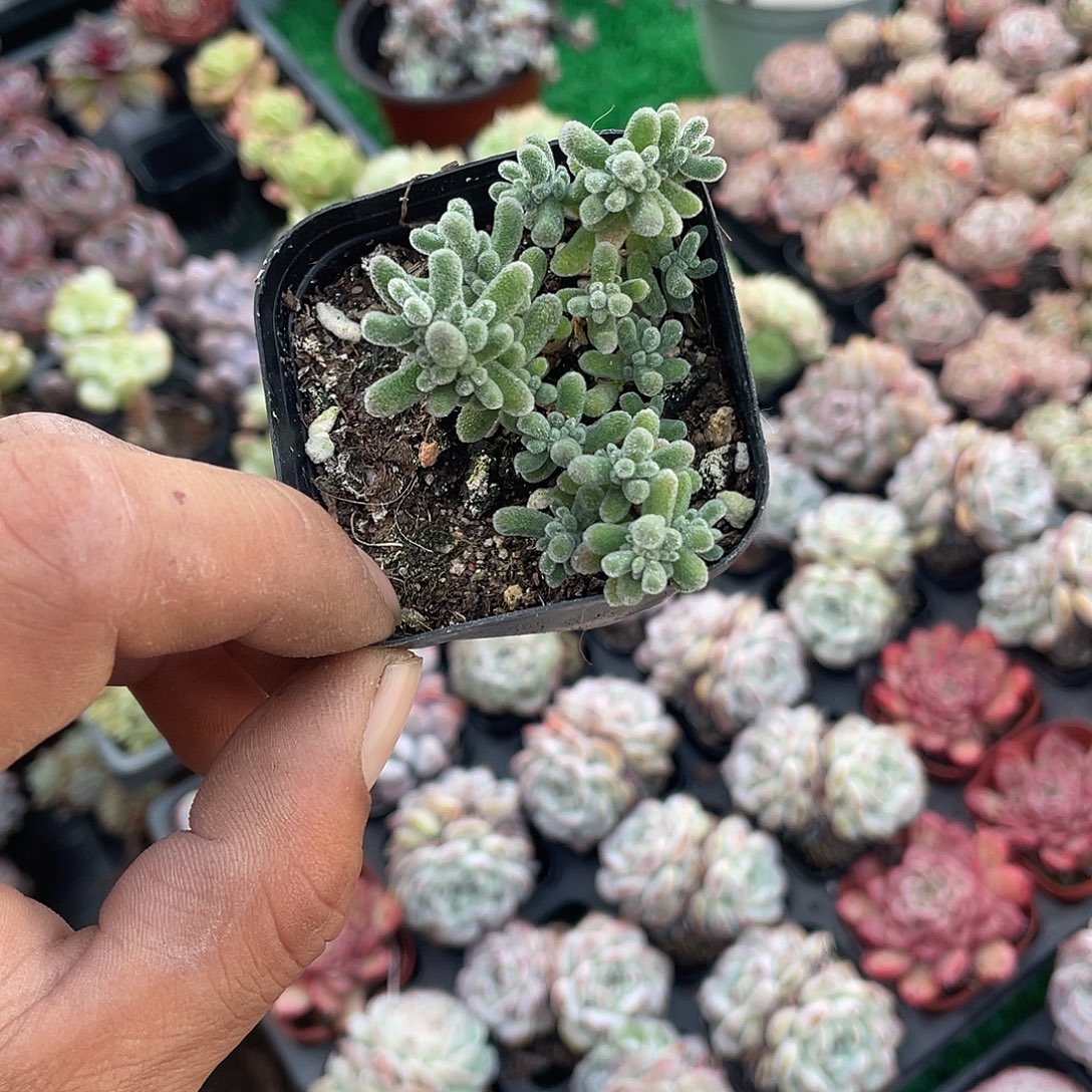 屈***胖你说是我想和谁说话吗