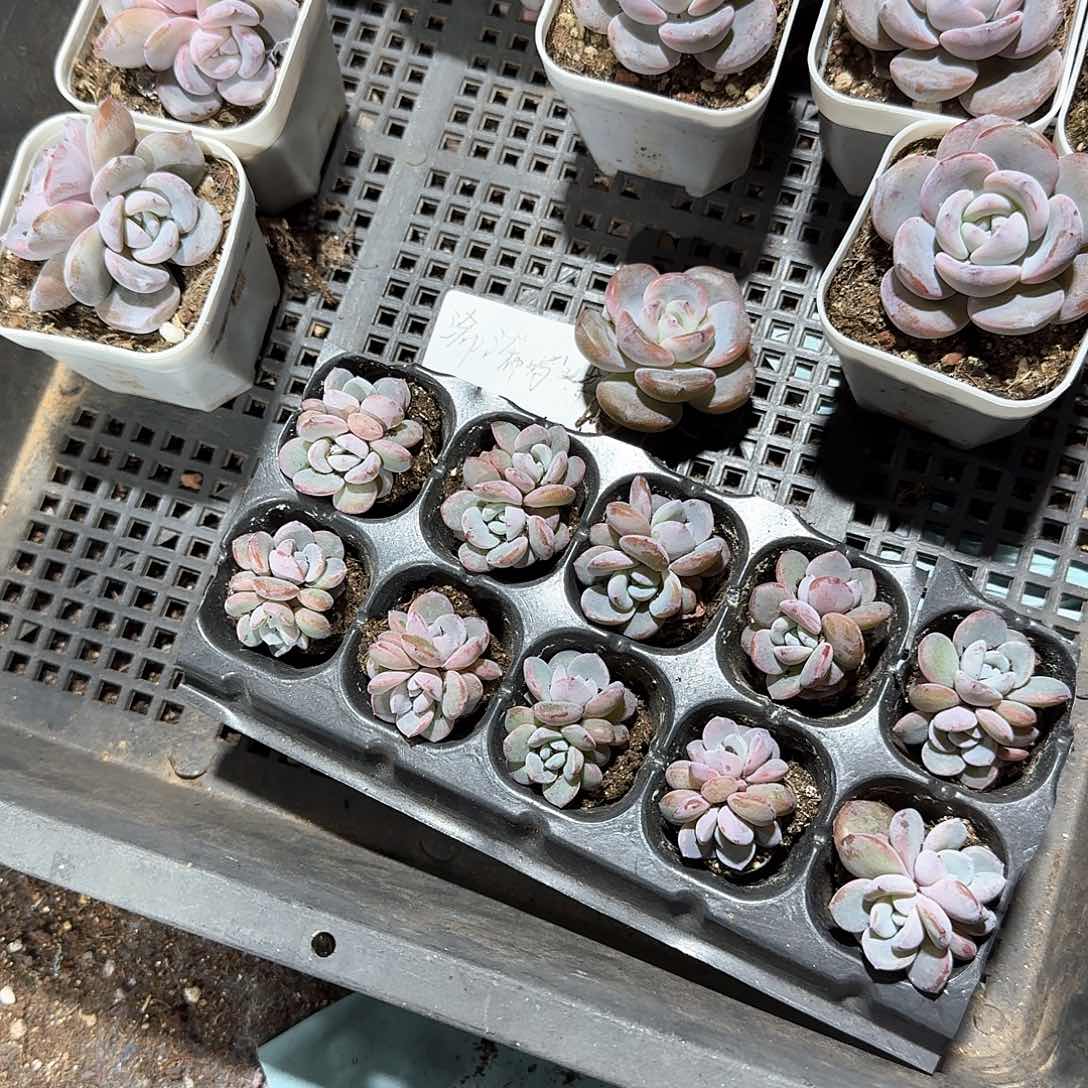 希希妈咪一物一拍