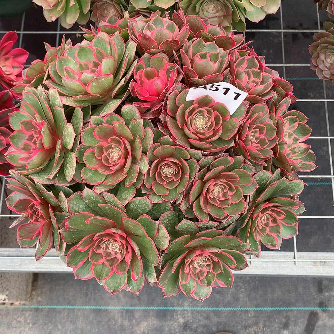 么*焕511.粉花妖多肉植物