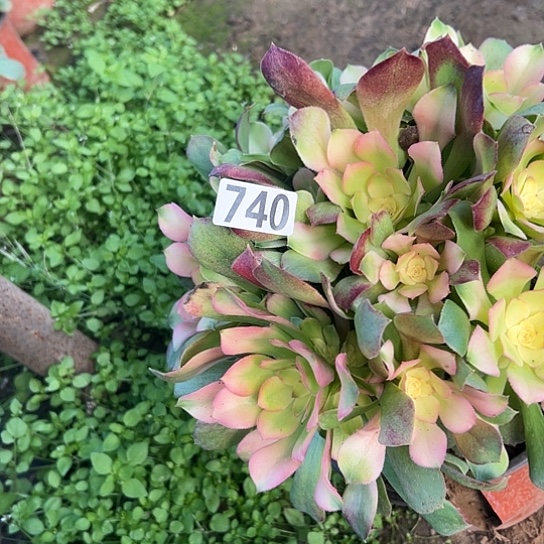 呲****多肉植物一个七彩740