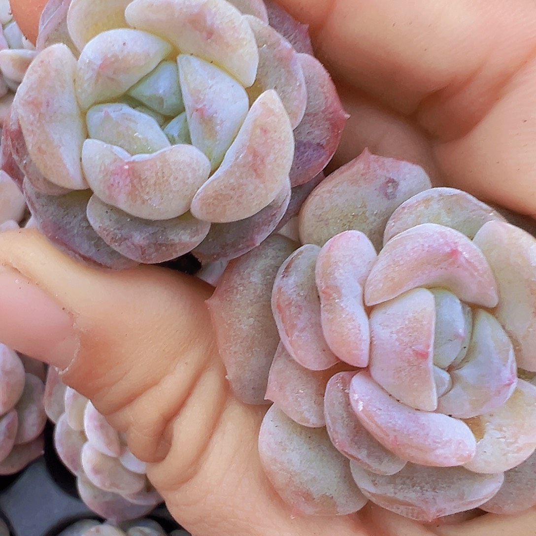 冰魄石化3颗苗19包邮