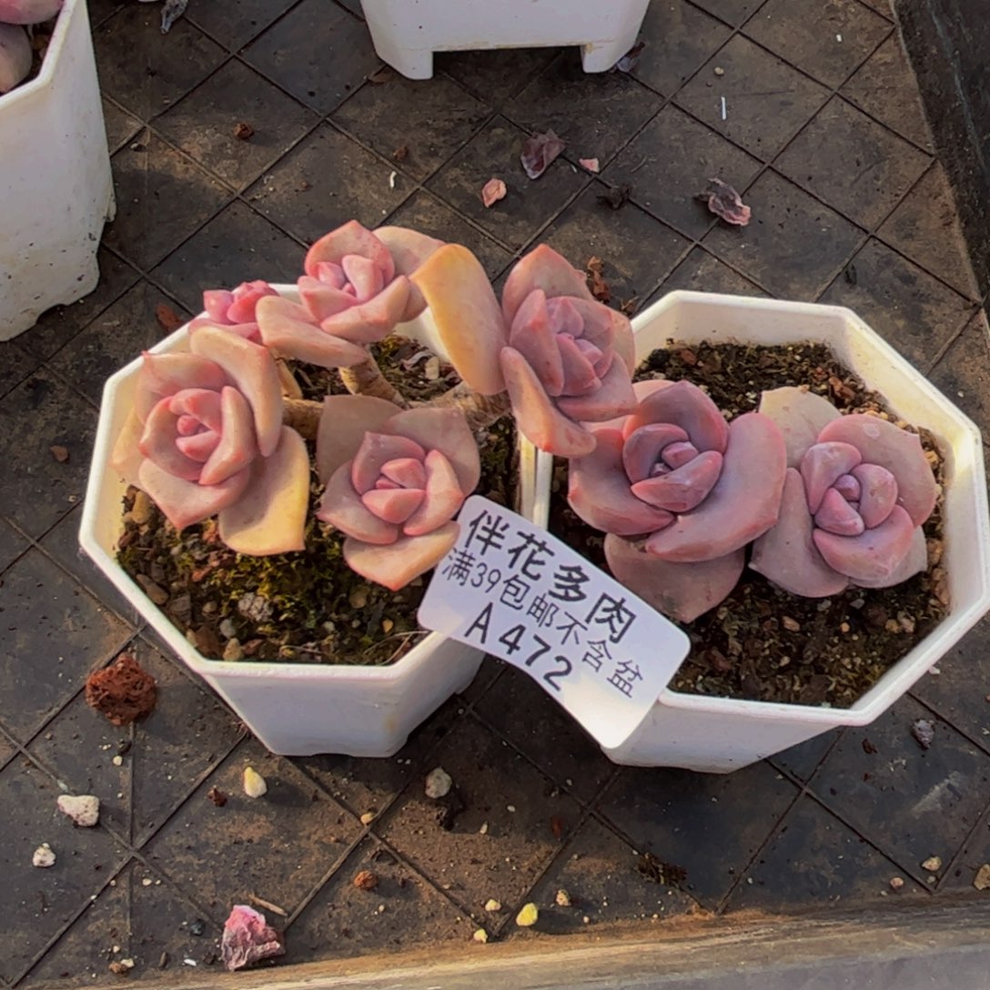 ②***西472彩虹糖/5cm带肉