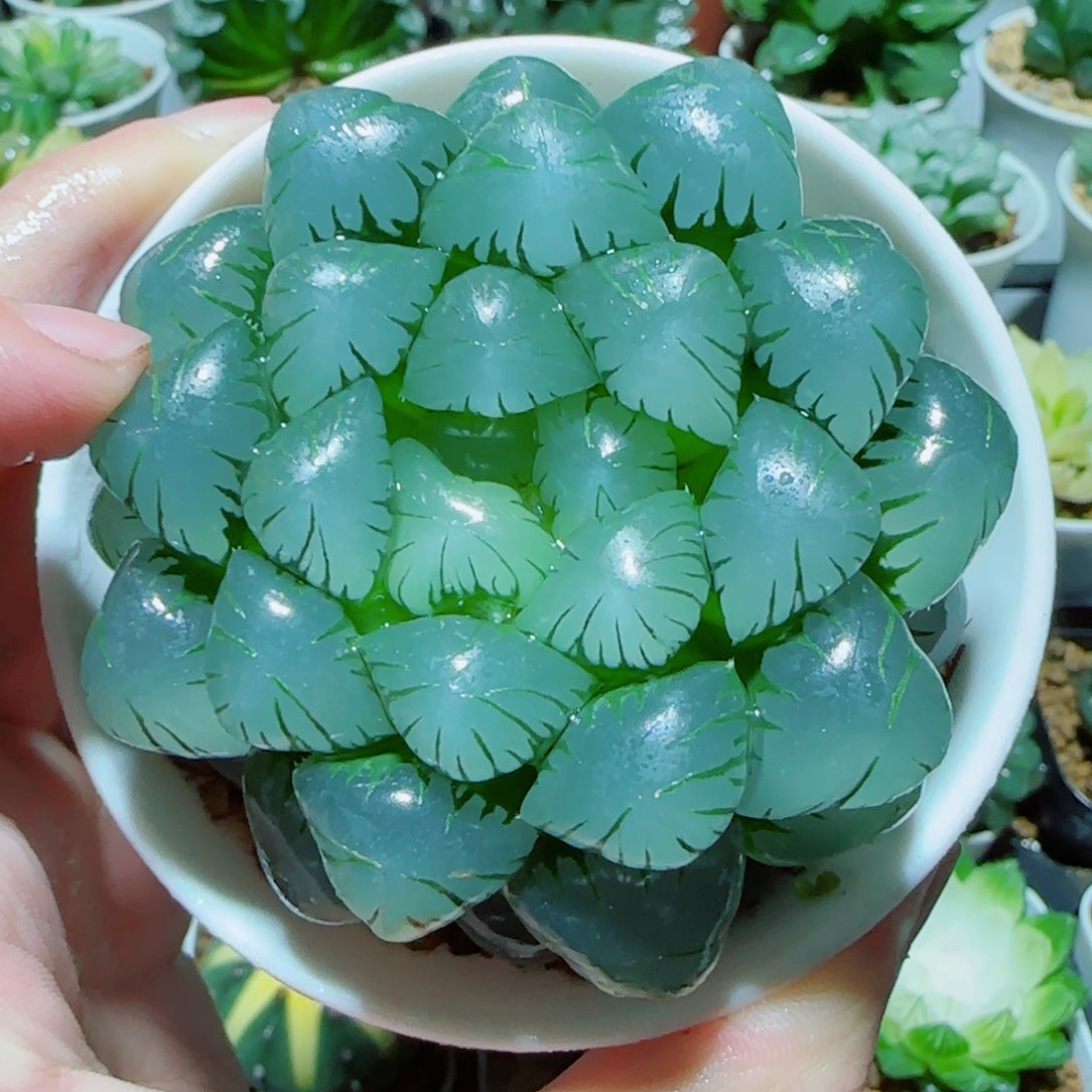 大母本冰灯多肉 