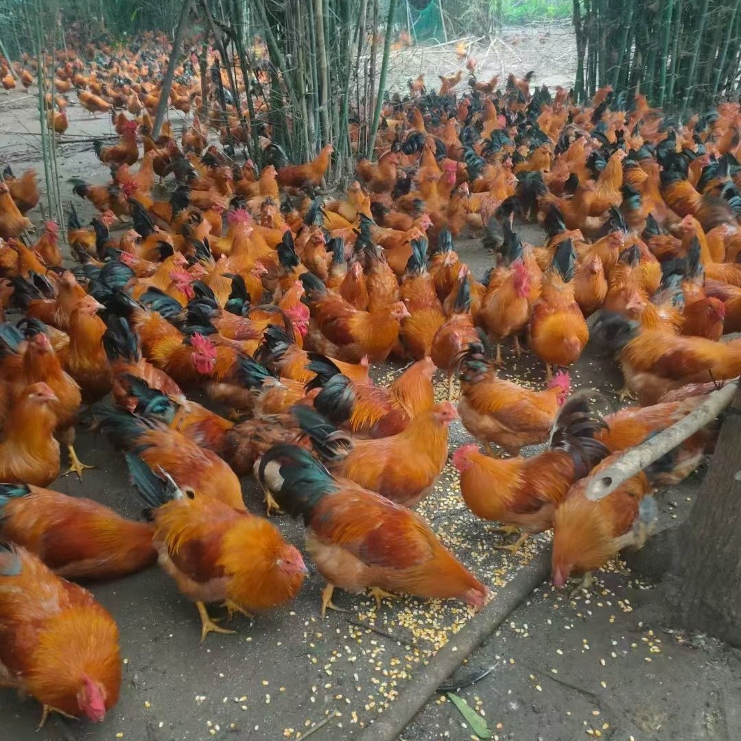 隆安大阉鸡，去年七月十四养到现在19.8一斤