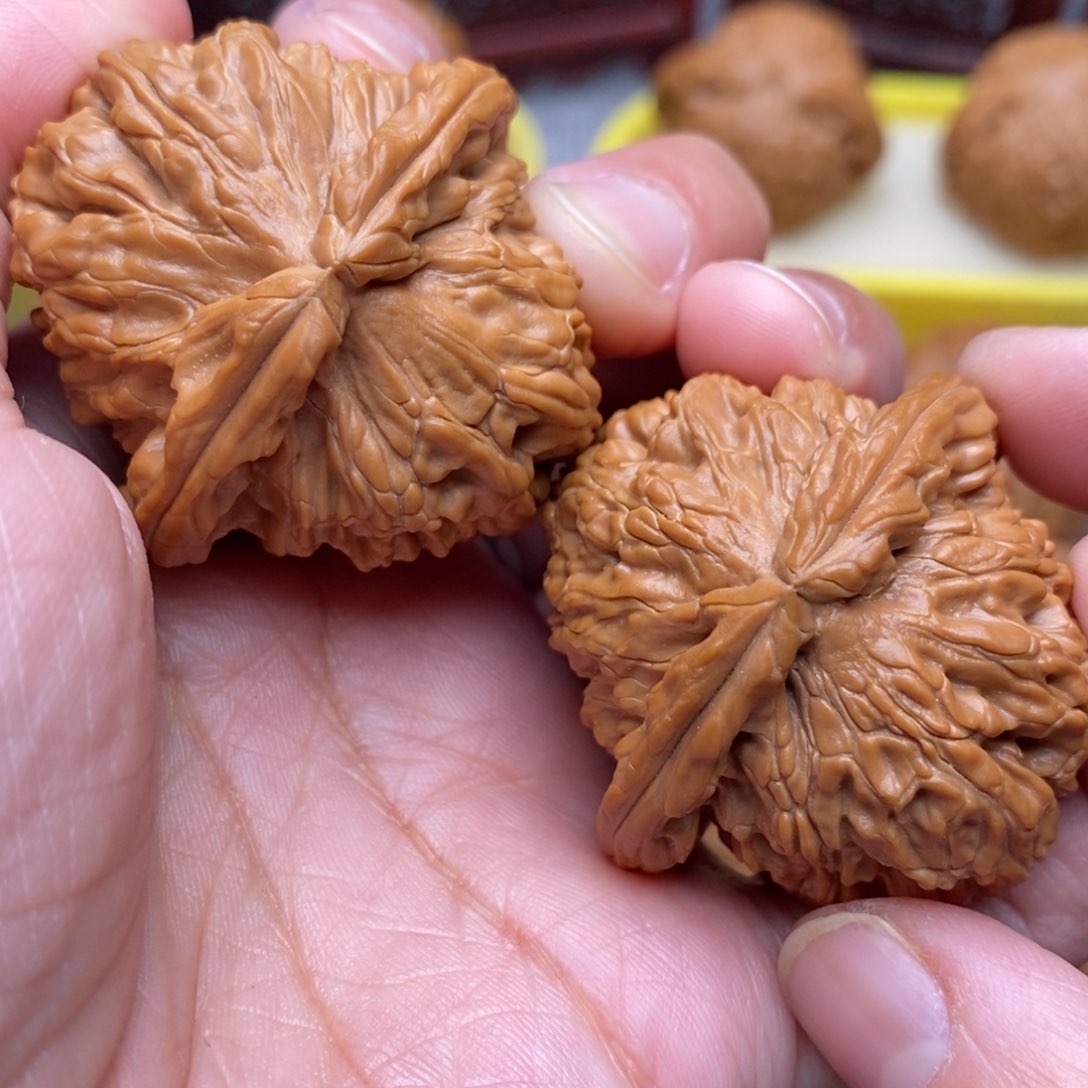 文玩核桃把件全品毕业白狮子41尺