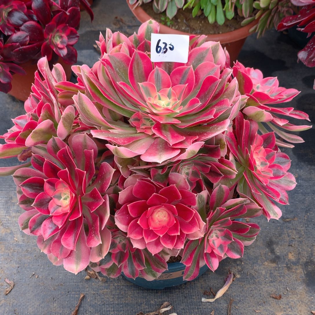 630粉女巫精品法师多肉