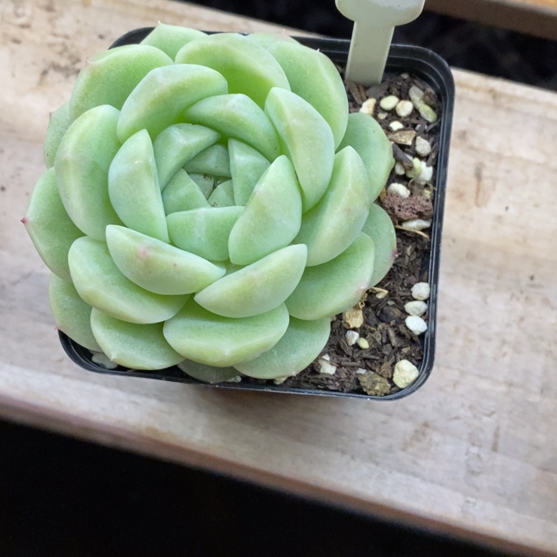 精品多肉一物一拍不包整12