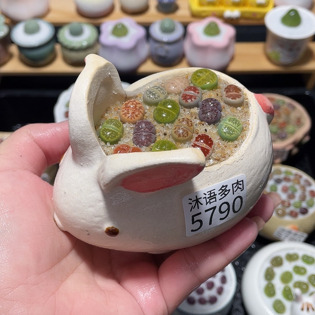 带盆土植物 一物一拍5790
