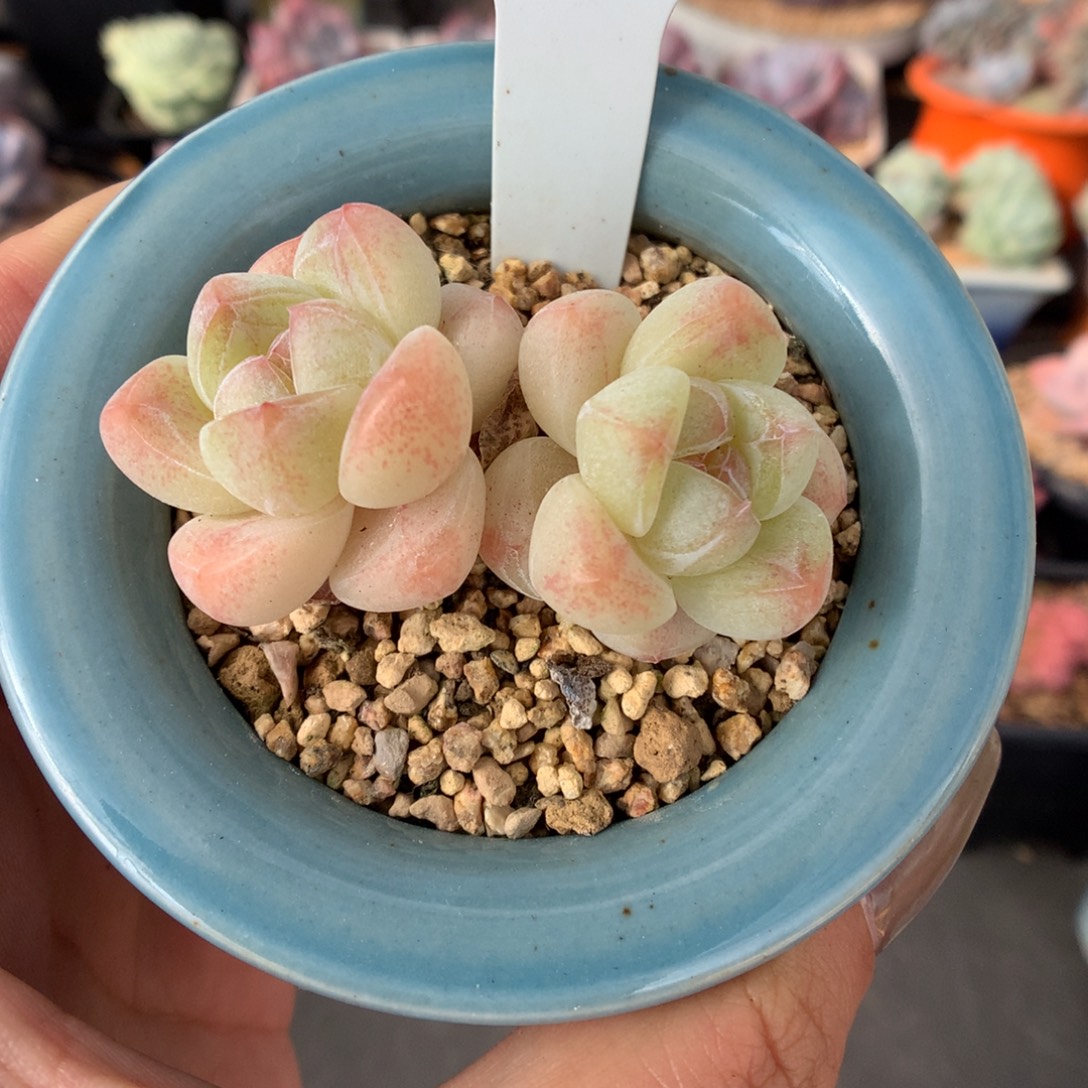 309小脸白底冰玉多肉植物福利