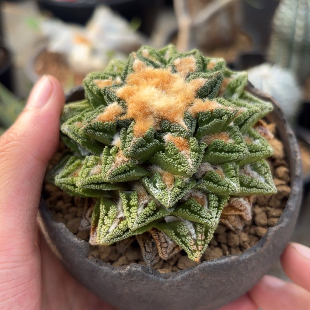 完全开放螺旋星顿g