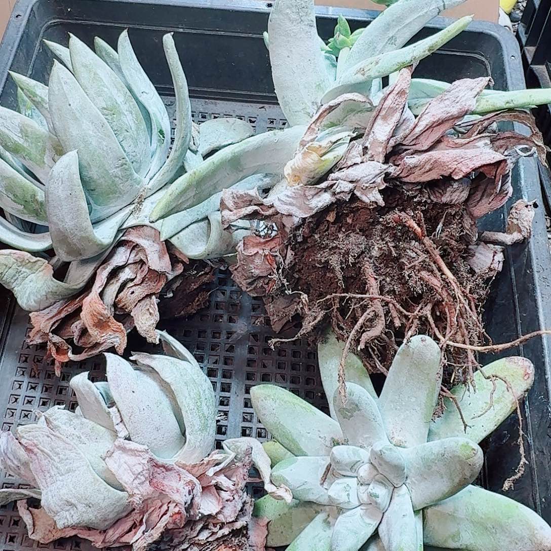 6171瑕疵框拍不售后