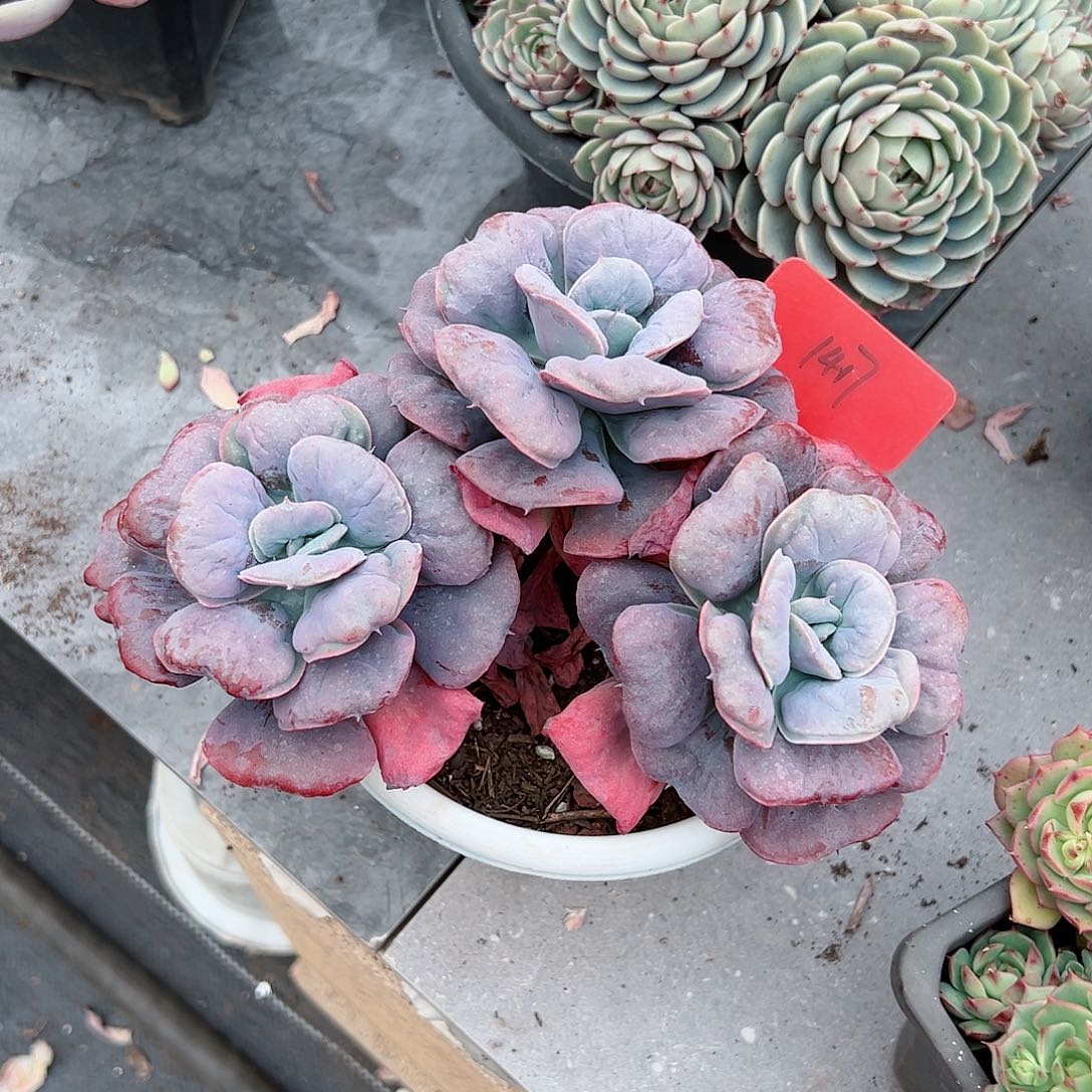 蕊*1417心之月多肉