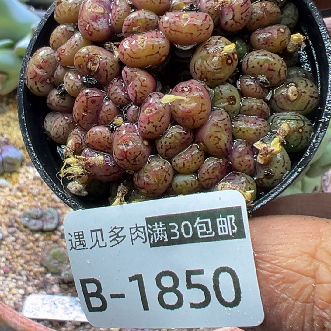 多肉植物1111111111111111