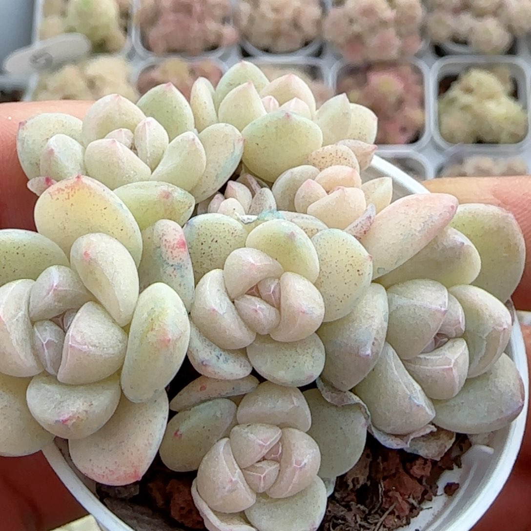 【闪购商品】0221-33奶油冰玉