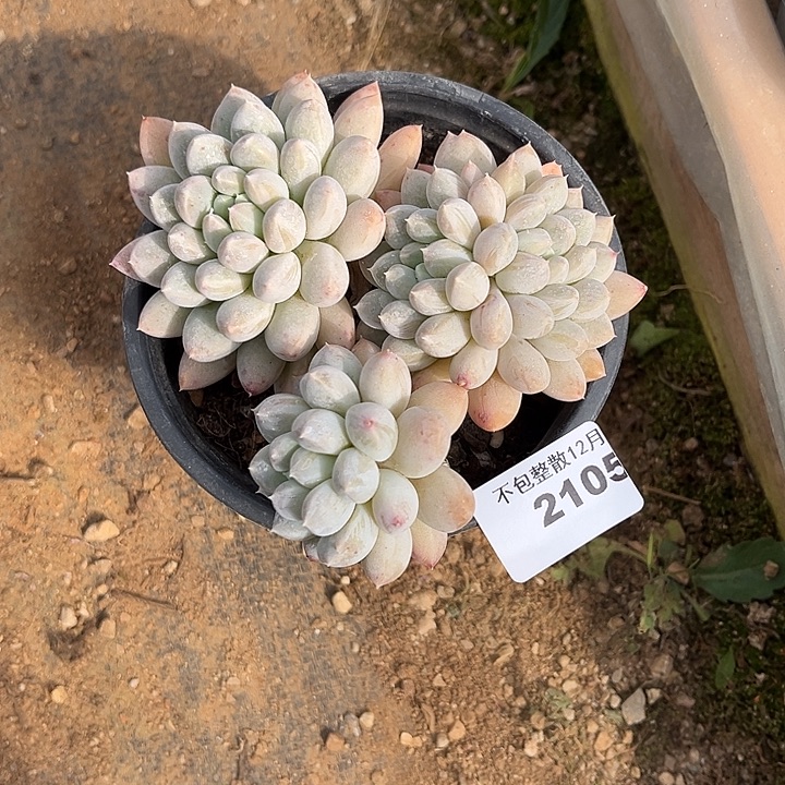 阿雅园艺。       2105