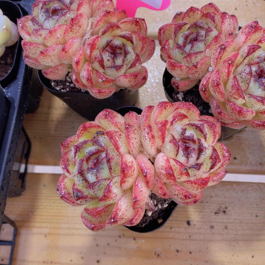 344号 飘枝全状态黄水晶一颗