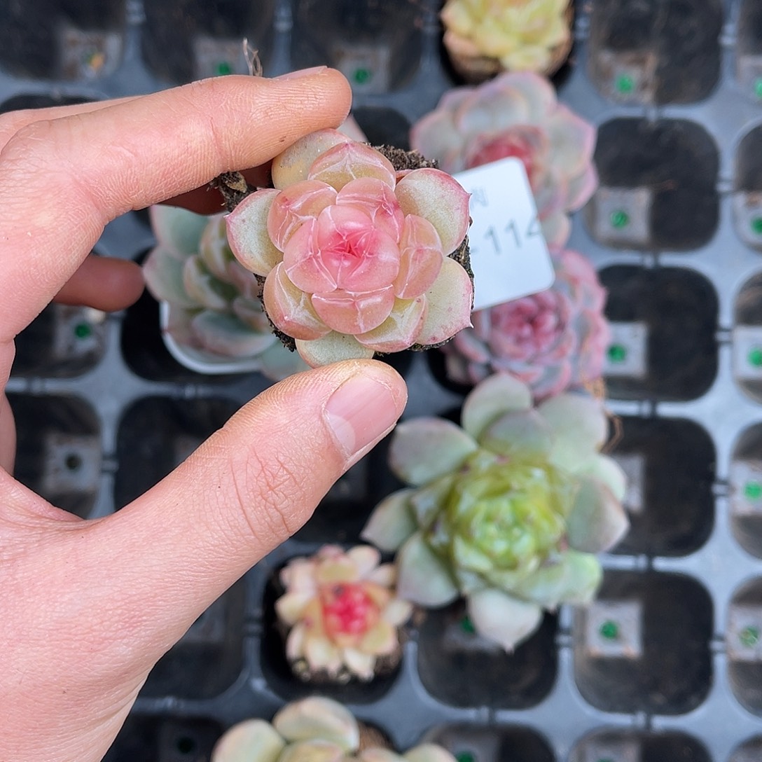 多肉一物一拍10-115