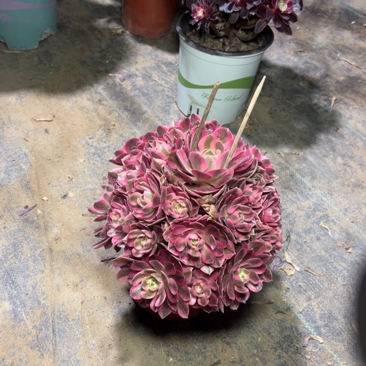 4粉女巫多肉多肉多肉