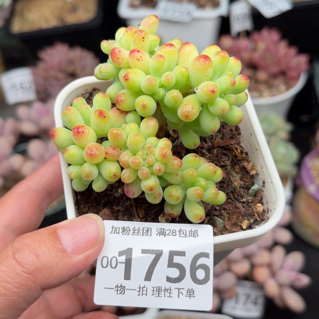 果冻乙女心多肉多肉