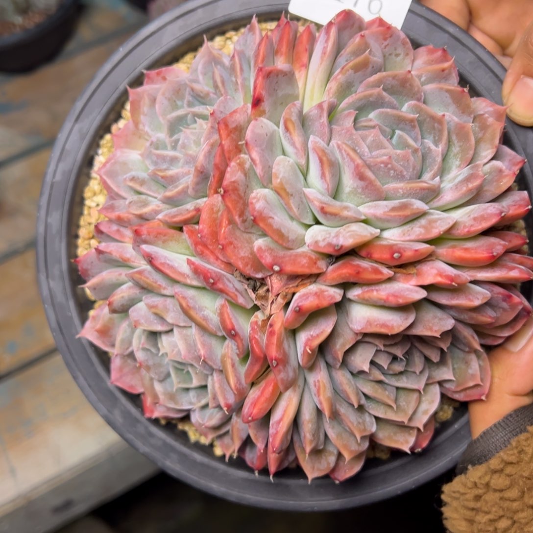 暖*。0176肉多么多哦哟多么