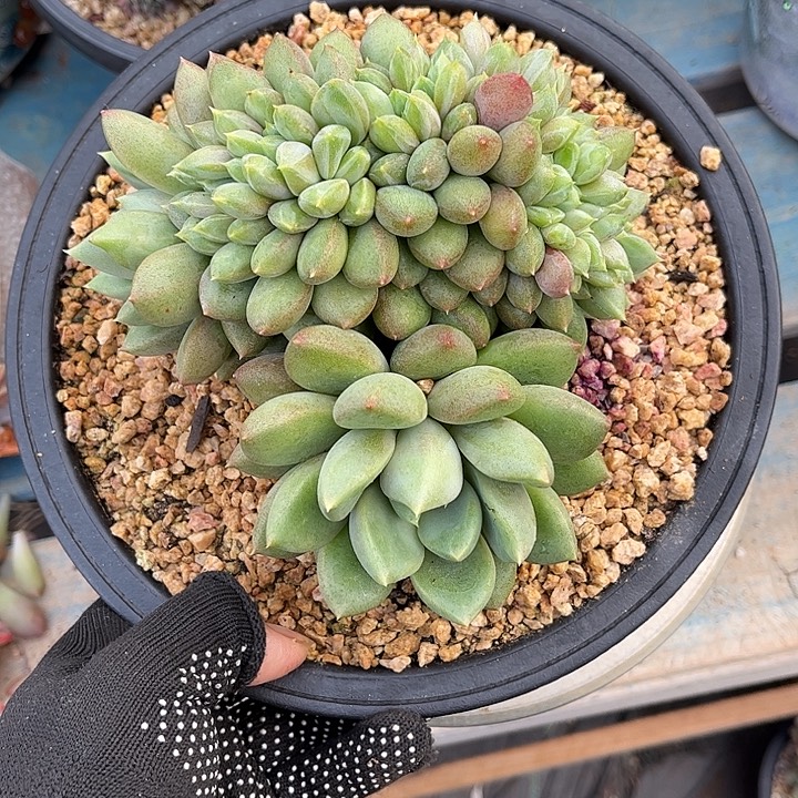 多肉植物一物一拍